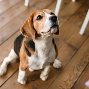 Close up of a beagle dog standing
